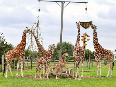 Foto 24 Ferienhaus Ostfriesland Butjadingen Wattwurm (Objekt 4274) Urlaub