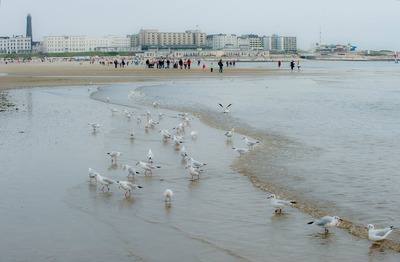 Foto 10 Ferienwohnung Ostfriesland Borkum Haus Heide 