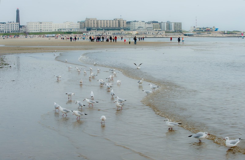 Foto 10 Ferienwohnung Ostfriesland Borkum Haus Heide 
