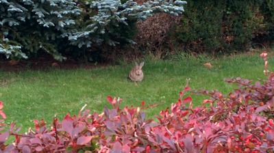 Foto 19 Ferienwohnung Ostfriesland Borkum Haus Oldenburg 