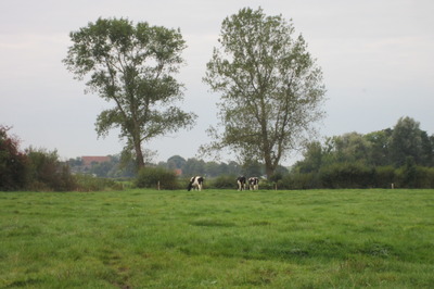 Foto 6 Ferienwohnung Ostfriesland Friesland Hof Becker - Weidenblick (Objekt 59272) buchen