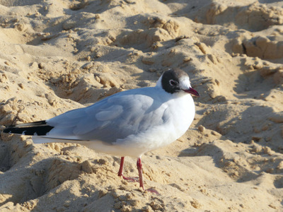 Foto 19 Ferienwohnung Ostfriesland Zwischen Elbe und Weser Quartier Hohe Geest 21 (Objekt 20328) Urlaub