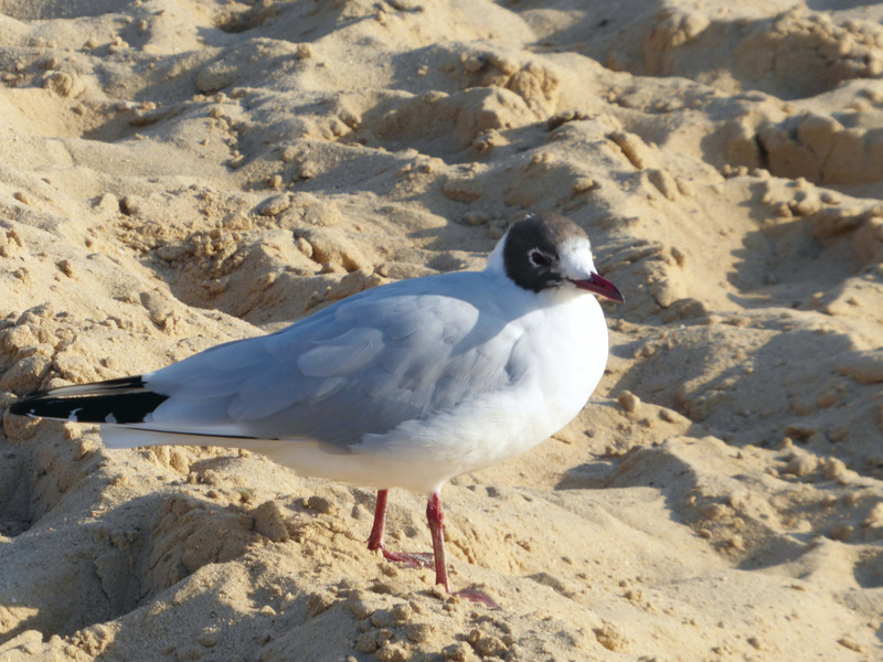 Foto 19 Ferienwohnung Ostfriesland Zwischen Elbe und Weser Quartier Hohe Geest 21 (Objekt 20328) Urlaub
