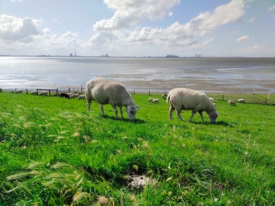 Foto 19 Ferienwohnung Ostfriesland Butjadingen Nordapart Smutje (Objekt 28996) Urlaub