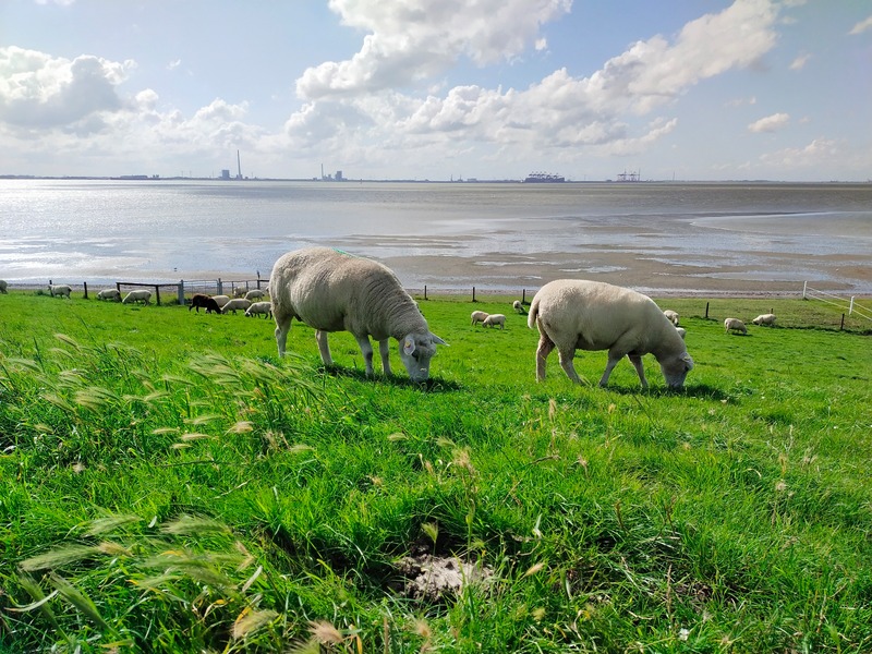 Foto 19 Ferienwohnung Ostfriesland Butjadingen Nordapart Smutje (Objekt 28996) Urlaub