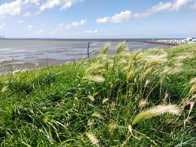 Foto 26 Ferienwohnung Ostfriesland Butjadingen Nordapart Smutje (Objekt 28996) buchen