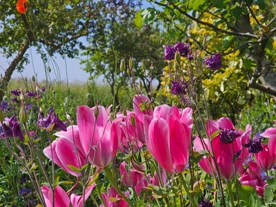Foto 24 Ferienwohnung Ostfriesland Dornum & Umgebung Ferienwohnung Strandbrise mit eingezäunten Garten, Haustier erlaubt (Objekt 91838) Urlaub
