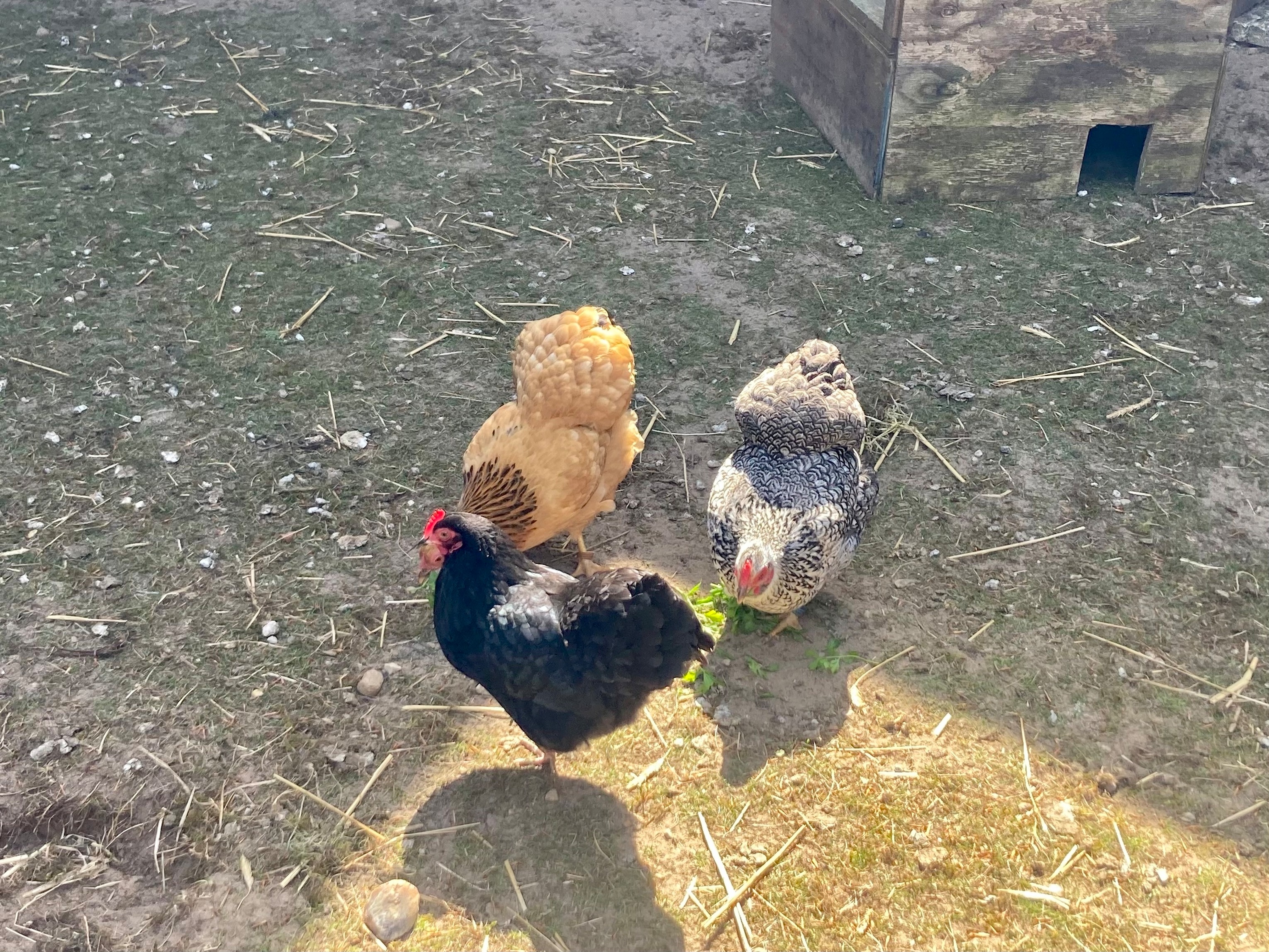 Fewo WILDGANS by fewo-plan (WING140) Nähe Naturpark Wingst — Foto 37