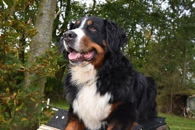 Foto 8 Ferienwohnung Ostfriesland Dornum & Umgebung Ferienwohnung Beagle (Objekt 85247) Nordsee