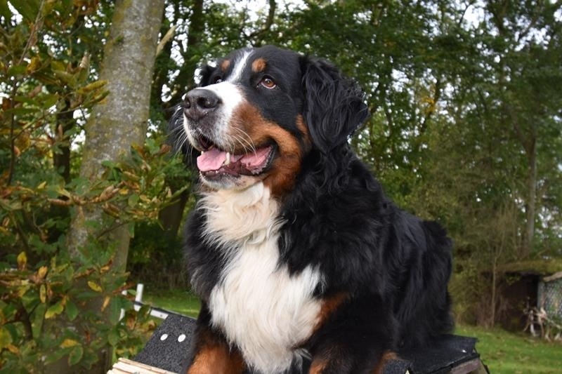 Foto 8 Ferienwohnung Ostfriesland Dornum & Umgebung Ferienwohnung Beagle (Objekt 85247) Nordsee