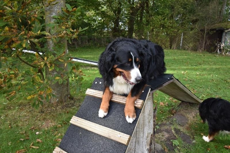 Foto 6 Ferienwohnung Ostfriesland Dornum & Umgebung Ferienwohnung Border Collie (Objekt 85222) buchen