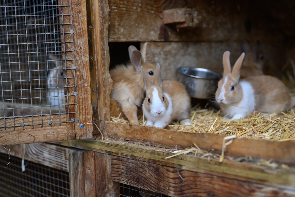 Premium Chalet Zirbe — Foto 28