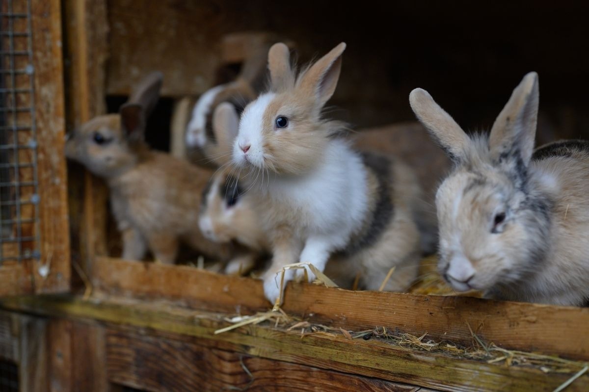 Alpinloft Goldsun — Foto 35