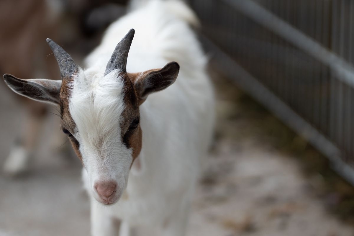 Alpinloft Goldsun — Foto 37