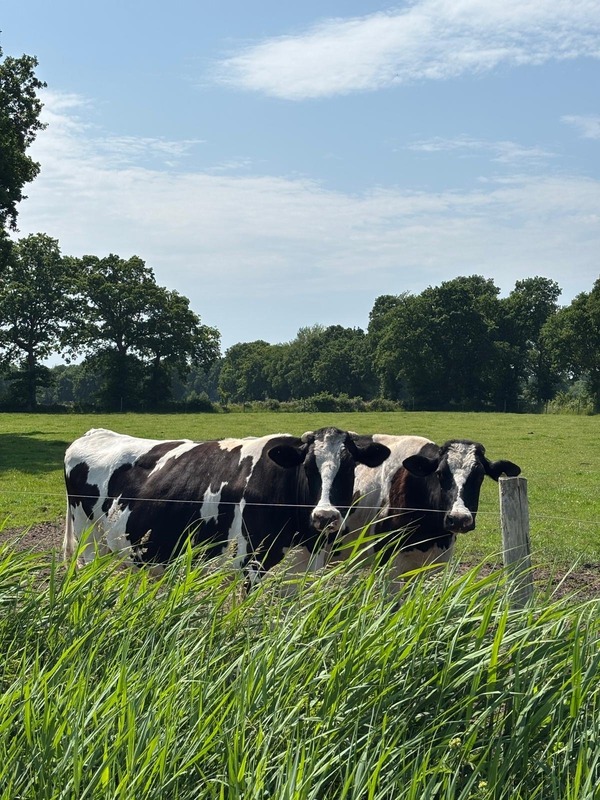 Foto 17 Ferienwohnung Ostfriesland Aurich & Umgebung Viebenhof - Kalwehuck (Objekt 92337) suchen