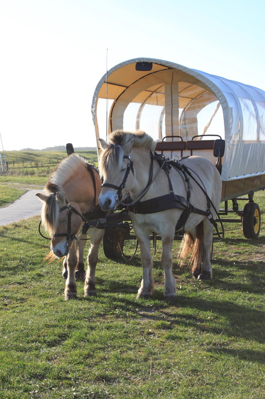 Foto 37 Ferienwohnung Ostfriesland Juist Appartement 107 (Objekt 92344) suchen