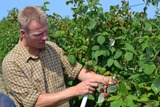 Beerenanbau in der Probstei