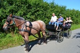 Kutschfahrten durch die Probstei