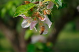 Von summenden Bienen und blühenden Landschaften
