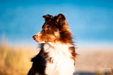 Fotowalk mit Hund am Hafen von Grömitz