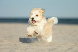Hundefotoshooting am Strand