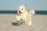 Hundefotoshooting am Hundestrand