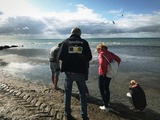 Bernsteinf&uuml;hrung am Strand
