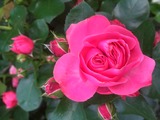 Bildervortrag: Der Duft der "Alten Rosen"?