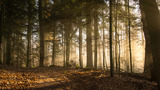 Licht und Schatten – naturkundlicher Abendspaziergang rund um den Holtsee
