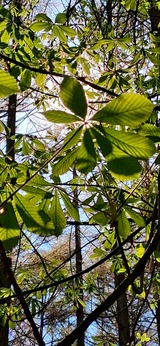 Waldmeditation f&uuml;r Krebspatient*innen