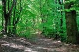 Licht und Schatten - Wald als Oase für die Sinne