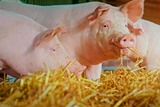 Schweinehaltung und Direktvermarktung