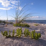 Meerkohl und Herzgespann – ein Spaziergang zu den Pflanzen entlang der Strandpromenade