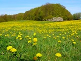 Frühlingskräuter-Spaziergang