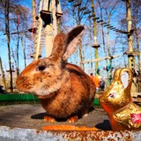 Ostereiersuche im Kletterpark
