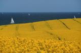 Büsum mit Schifffahrt zu den Seehundsbänken