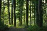 Waldbaden im Sommer an der Schlei