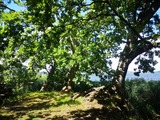 Waldbaden - Achtsamkeit der Natur