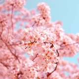 Erkunde dein Ikigai - das japanische Lebenskonzept