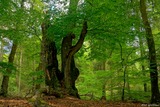 Wildnis im unbekannten Idstedter Forst