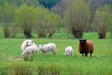 Die Knicklandschaft in der Aschbergregion