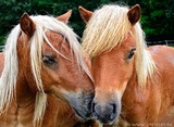 Wandern mit Ponys - Umgang mit Tieren und Natur