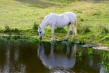 Wandern mit Ponys - Umgang mit Tieren und Natur