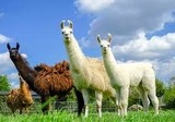 "Lama-Wanderung" - Wanderung mit Lamas entlang der Steilküste