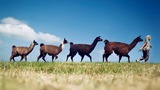Lama-Wanderung - Wanderung zum Leuchtturm