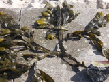 Botanischer Strandspaziergang "Sanddorn, Strandhafer und andere Überlebenskünstler"