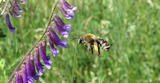 Wildbienen - kennen lernen und fördern