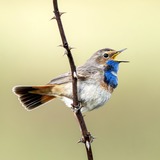 Führung mit dem Birdfluencer